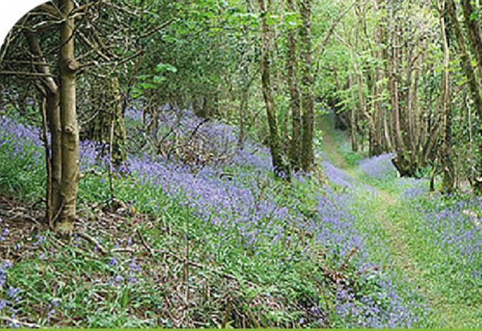 Peregrine Lodge - Idillic Cornwall Retreat Liskeard Buitenkant foto